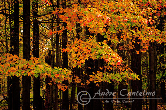 Fall at Jockey Hollow