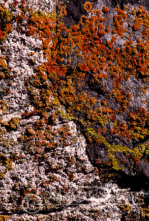 textures, acadia pk-Edit