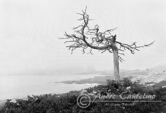20100622_schoodic pt me tree final edit
