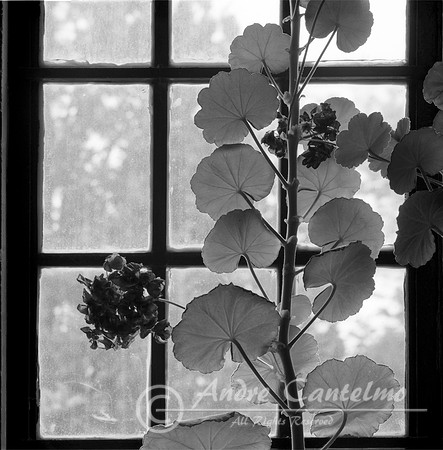 Window Pattern